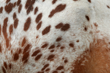 fur of horse
