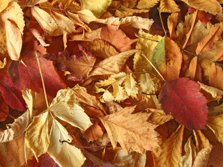 a pile of dry leaves.