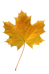 yellow maple leaf.