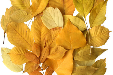 yellow autumn leaves.