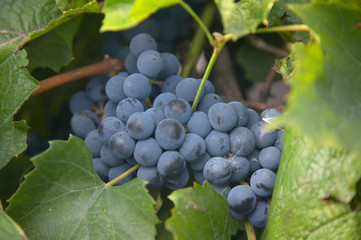 bunch of blue grape