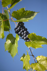 bunch of blue grape