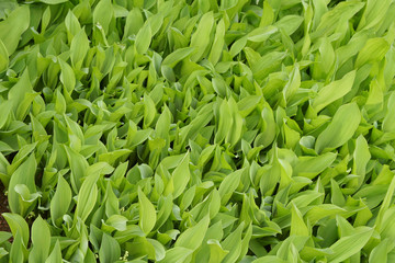 leafs of flower maidenly tear