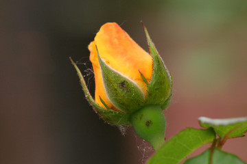 yellow rose bud