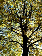 autumn tree