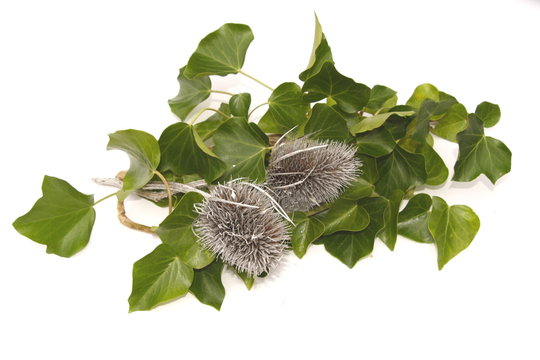ivy and teasels