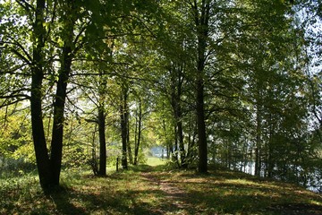 forest