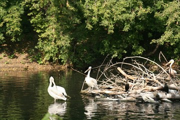 pelicans in zoological gardens