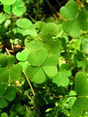 leaves of clover in forest