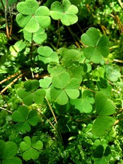 green leaves of clover