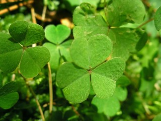 leaves of clover