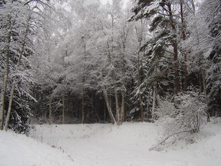 pines in a snow, kareliya