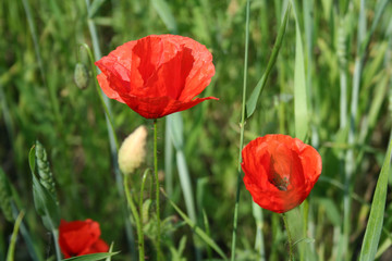 mohn