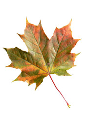 Fototapeta premium autumn