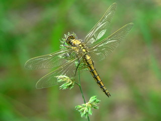 dragonfly