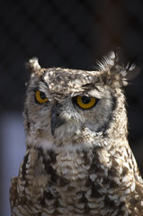 owl