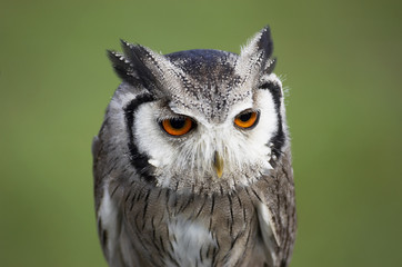 owl