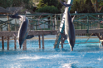 delfines
