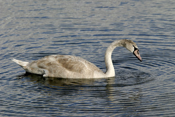 cygne