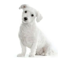 bichon maltais