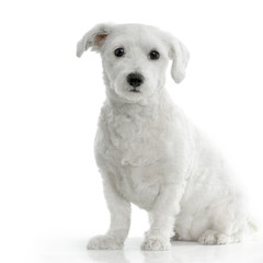 bichon maltais