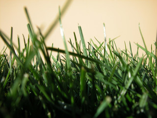 blades of grass