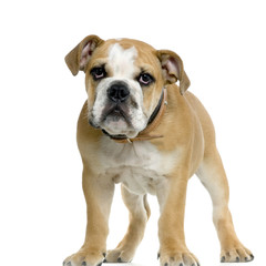 bulldog