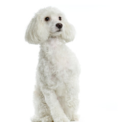 bichon maltais