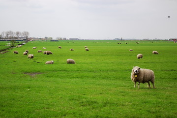 holland pasture