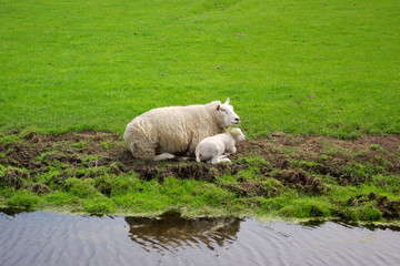 lamb couple