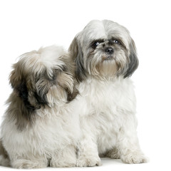 couple de shi-tzu