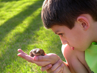 boy curious of toad