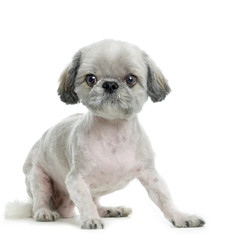 shi-tzu