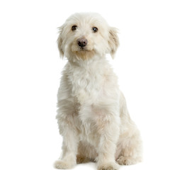 bichon-caniche