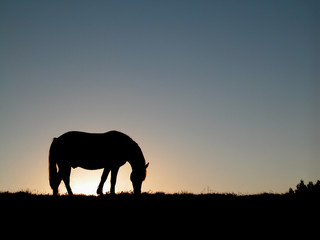 Fototapeta na wymiar sylwetka konia