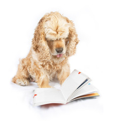 dog reading book, with the tip of tongue out