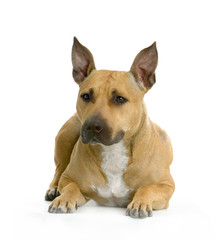 american staffordshire terrier