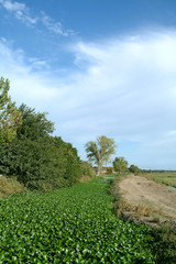 aquatic plants  in the river