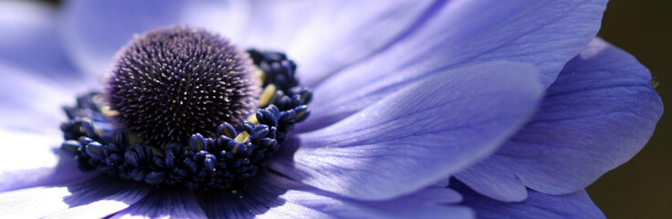 fleur bleue