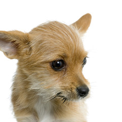 chihuahua