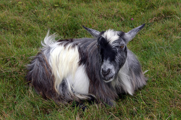 sitting goat 01