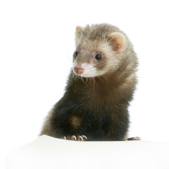 furret