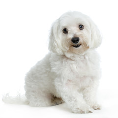 bichon maltais