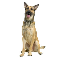 berger malinois adulte
