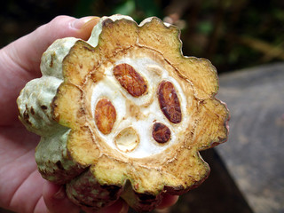 cocoa