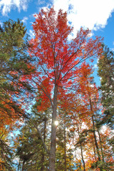 beautiful fall tree