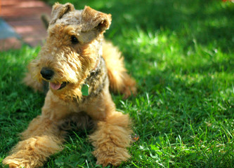 airedale terrier