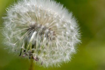 Obraz premium dandelion