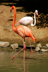 flamingo