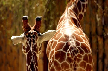 Crédence de cuisine en verre imprimé Girafe giraffes